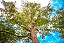 Reliable Bethel Park, PA  Tree Services Solutions