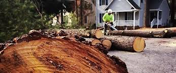 Why Choose Our Tree Removal Services in Bethel Park, PA?